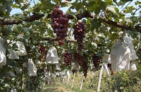 �A͢�ƽѣ����n�������������ѾƵ���Դ�ɣ�