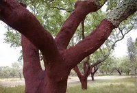 �ИI(y��)֪�R(sh��)�N��׌���˽����������